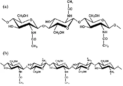 Figure 1.6 – Structure of chitin (a) and chitosan (b) (Vårum and Smidsrød, 2006).