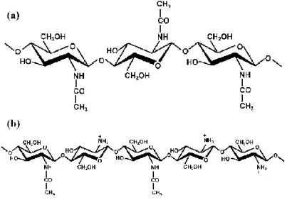 Figure 1.6 – Structure of chitin (a) and chitosan (b) (Vårum and Smidsrød, 2006).