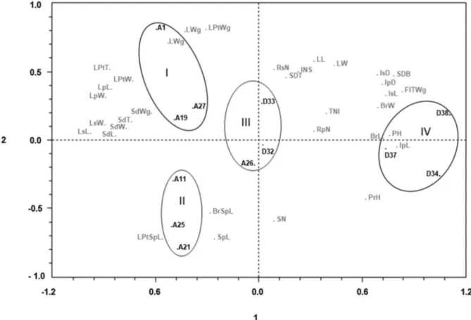 Fig. 1 Projection of the twelve cultivars based on the average results of thirty-four morphological characteristics along three growing seasons in the plan defined by the principal