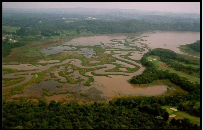 Foto 7 - Vista Geral da Várzea do Rio Embú Mirim 