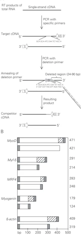 Figure 1. Synthesis of target and competitor cDNA templates. A, Single-strand cDNA of embryos was amplified with specific S and AS primers to produce the target fragment