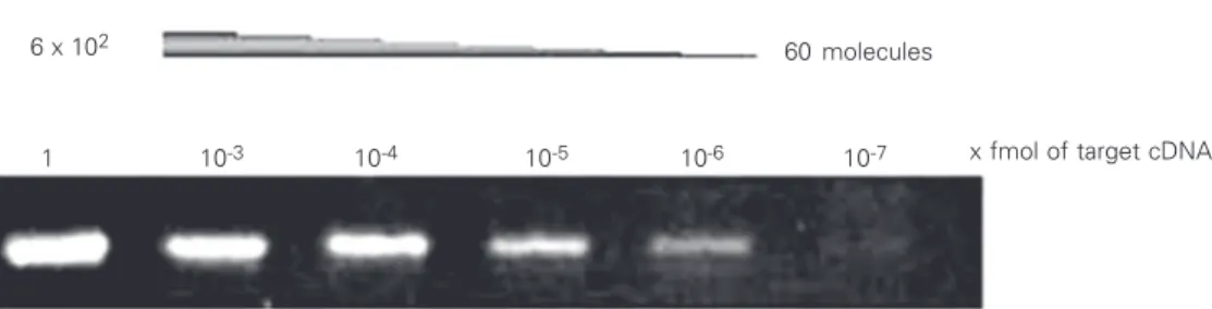 Figure 2. Determination of the sensitivity of specific primer pairs. PCR products of reactions containing 1 and 10 - 3  to 10 - 7 fmol (1:10 serial dilution) of  tar-get MyoD after 35 cycles