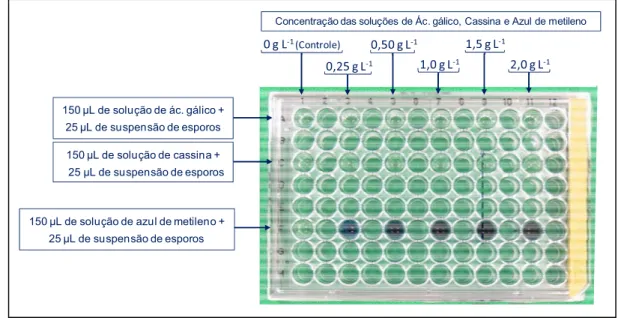 Figura 8 - Montagem da placa de 96 poços na avaliação da tolerância dos micro-organismos ao ác