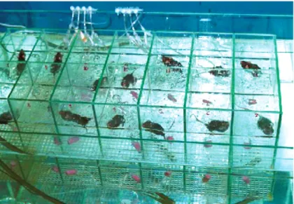 Figure 1. Swimming apparatus for mouse physical training.