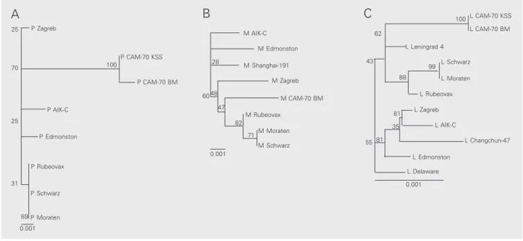 Figure 2. A-C, Unrooted phylograms based on the comparison of phosphoprotein (P), matrix (M) and large (L) gene sequences of available genotype A measles virus, respectively