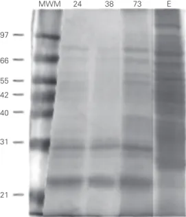 Figure 1. SDS-PAGE of culture supernatants harvested at 24, 38 and 73 days of culture and cell extract (E)