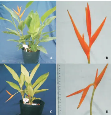 Figura 1. Heliconia psittacorum x H. spathocircinata, cultivar Golden Torch, cultivada em solução completa (A e B) e com omissão de nitrogênio (C e D).