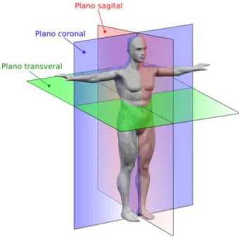 Figura 5 - Planos anatómicos do corpo humano. (Phany, 2010). 
