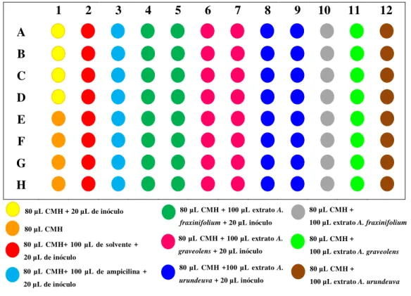 Figura  11.  Representação  esquemática  da  microplaca  na  determinação  da  atividade  antibacteriana  e  da  CIM  utilizando resazurina como revelador