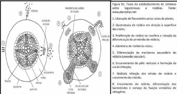 Figura 1: Fases do estabelecimento da simbiose entre leguminosas e  rizóbios.  