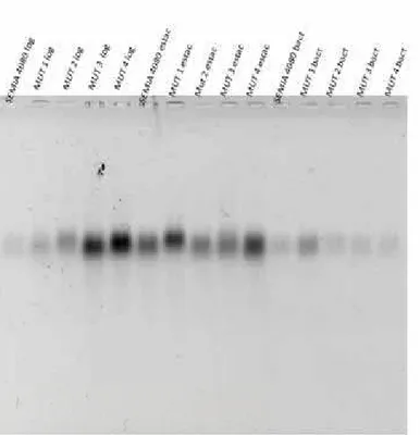 Figura 8: Perfil eletroforético em gel de agarose 0,8% dos  cDNAs das estirpes  SEMIA 4080 e mutantes 4080Ω1, 4080Ω2, 4080Ω3 e 4080Ω4 nas fases log,  estacionária e bacterióide