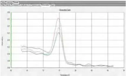 Figura 12: Curva de dissociação do oligonucleotídeo iniciador phbC demonstrando  que não ocorreram dímeros ou contaminação na reação