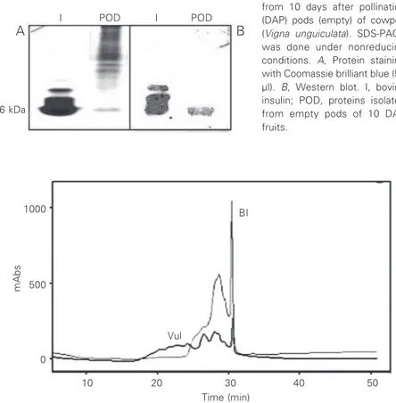 Figure 2. Reverse-phase HPLC separation of bovine insulin (BI, 300 µg) and of insulin isolated from empty pods of 10 days after pollination fruits of Vigna unguiculata (VuI, 50 µg)
