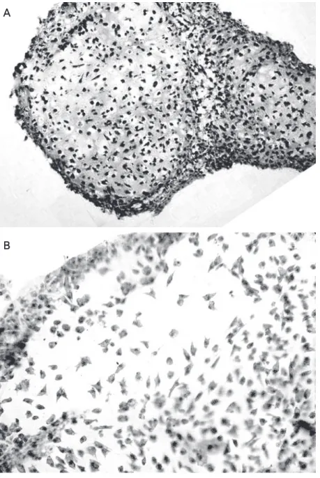 Figure 1. Micromass culture morphology and extracel- extracel-lular matrix deposition at day 21