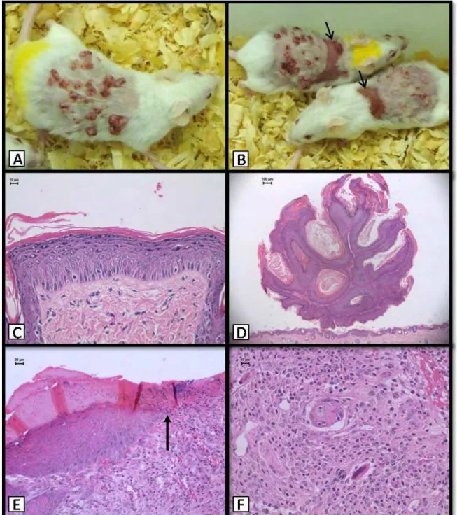 Figure 3 – TPA-treated animals. Macroscopic lesions: A, B) Papillomas and ulcers     (arrows)