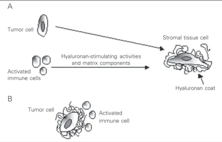 Figure 1. Hyaluronan synthesis during tumor progression. A host tumor stromal cell is surrounded by a hyaluronan-containing coat in response to hyaluronan-stimulating activities and matrix components secreted by a tumor cell and/or activated immune cells (