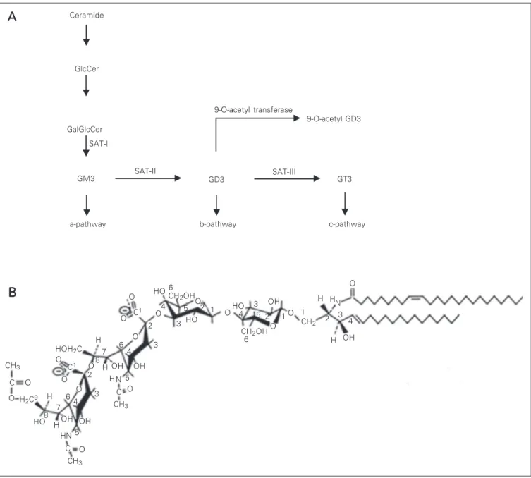 Figure 1. A, Proposed pathway for the biosynthesis of gangliosides. B, Schematic diagram showing the structure of 9-O-acetyl GD3