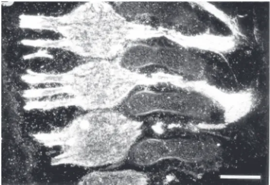 Figure 3. Pattern of 9-O-acetyl GD3 expression in the  develop-ing dorsal root ganglia