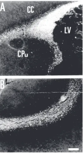 Figure 5. Expression of 9-O- 9-O-acetyl GD3 is correlated with tangential cell migration