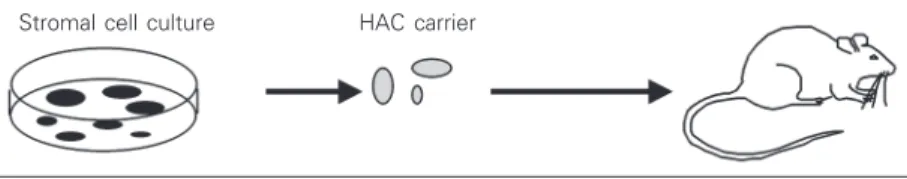 Figure 3. The principle of bone reconstruction using stromal stem cells and biomaterial scaffolds