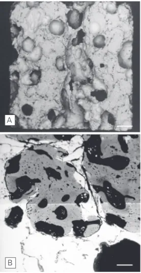 Figure 5. A, Low power scan- scan-ning electron microscopic (SEM) view of a hydroxyapatite ceramic (HAC) sample used for studies in bone tissue engineering