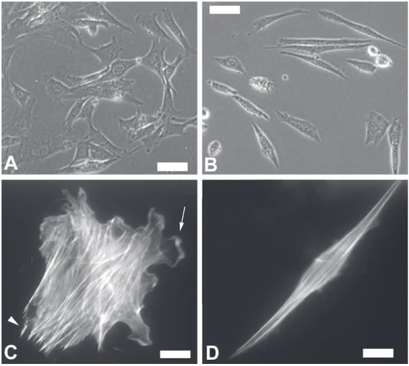 Figure 1. Phase contrast mi- mi-croscopy of C2C12 cells grown in the absence (A) of EGTA (control cells) or in the presence (B) of 1.75 mM EGTA for 24 h