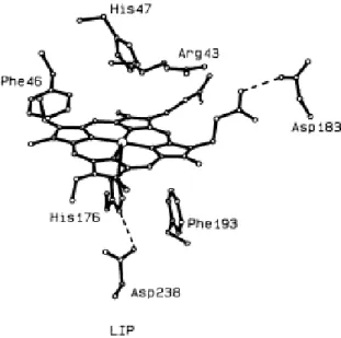 Figura 1.9 – Centro activo da lenhina peroxidase ( LiP ) (Adaptado de Edwards et al., 1993)