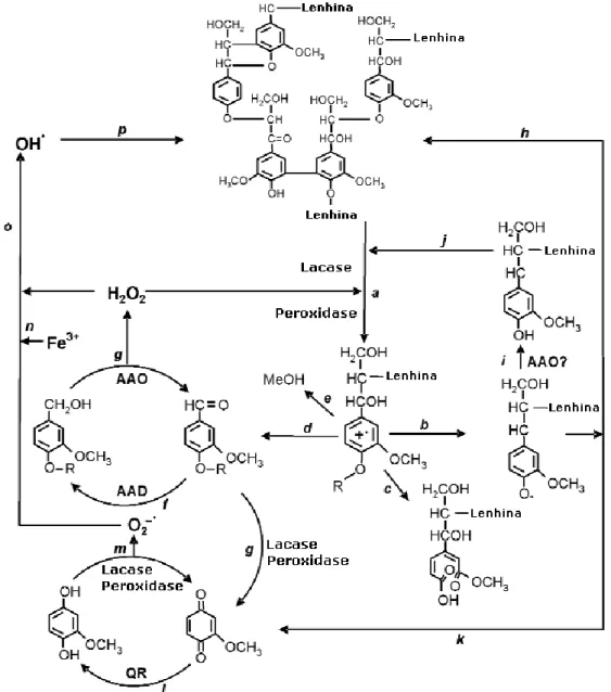 Figura 1.14 - Esquema representativo da biodegradação da lenhina, incluindo as reacções enzimáticas e activação  do oxigénio proposto por Gutiérrez e Martínez, 1996