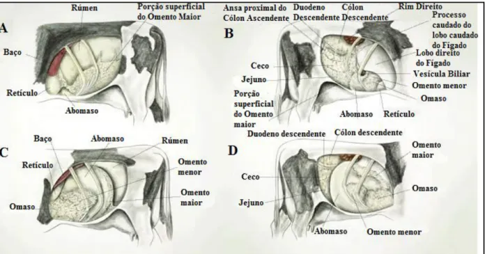 Fig. 2 – A – Anatomia Normal do lado Esquerdo; B – Anatomia Normal do lado Direito; C – DAE; D – DAD com  Vólvulo 2