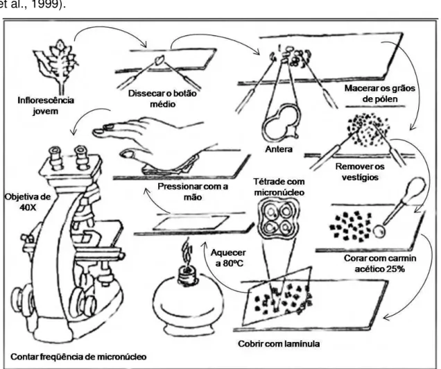 Figura  2  -  Representação  esquemática  da  montagem  de  lâmina  para  o  teste  de  micronúcleo em Tradescantia