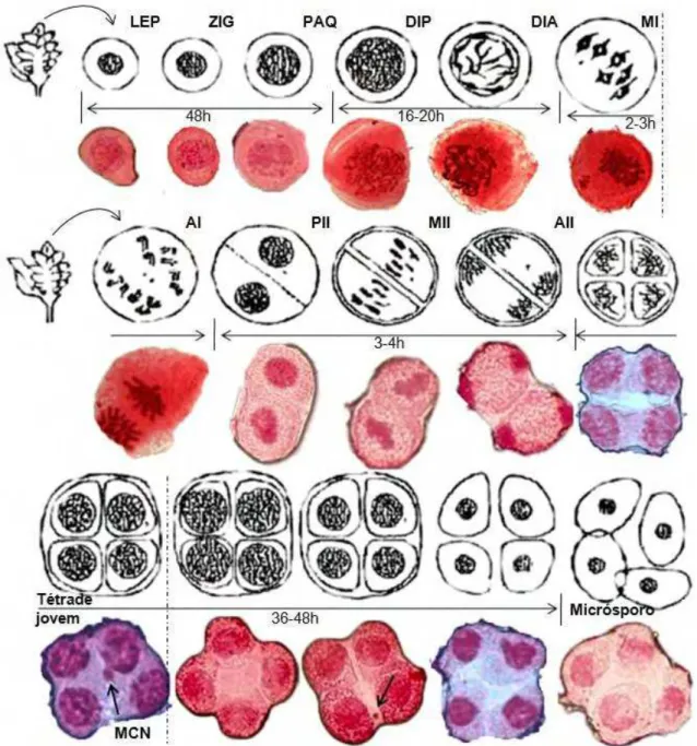 Figura 3  – Tempo de duração e morfologia geral dos estágios da meiose das células- células-mãe  do  grão  de  pólen  da  Tradescantia