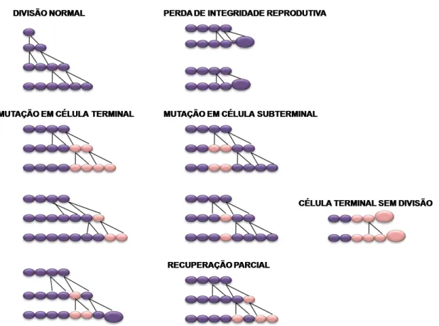 Figura  6  - Representação do crescimento celular do pêlo estaminal e surgimento de  mutações