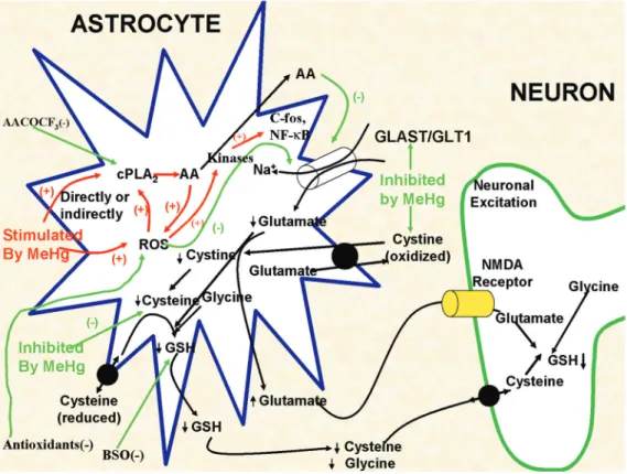 Figure 1. A schematic model of some of the currently proposed as well as some of our previously studied processes resulting in methylmercury (MeHg)-dependent neurotoxicity