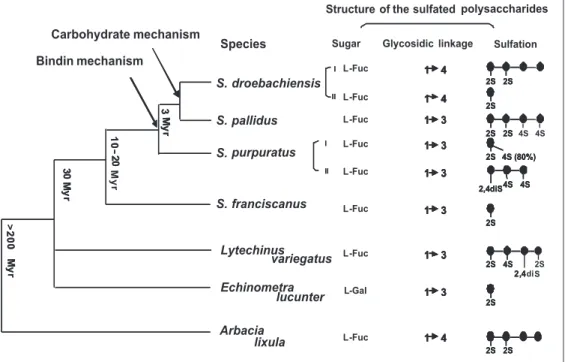Figure 7. Phylogenetic relation- relation-ship and divergence times of some sea urchin species and a summary of the structure of the polysaccharides from their egg jelly