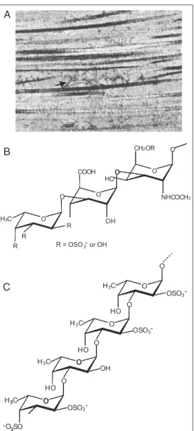 Figure 1. Electron micrograph of a section of the body wall of the sea cucumber showing collagen fibrils and the presence of  mi-crofibrils (indicated by the arrow) in the ground substance (A)