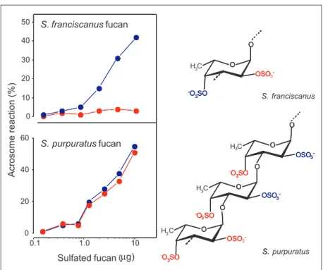 Figure 4. Structures and effect of sulfated fucans from the egg jelly of two Strongylocentro- Strongylocentro-tus species as inducers of the acrosome reaction on homologous and heterologous sperm.