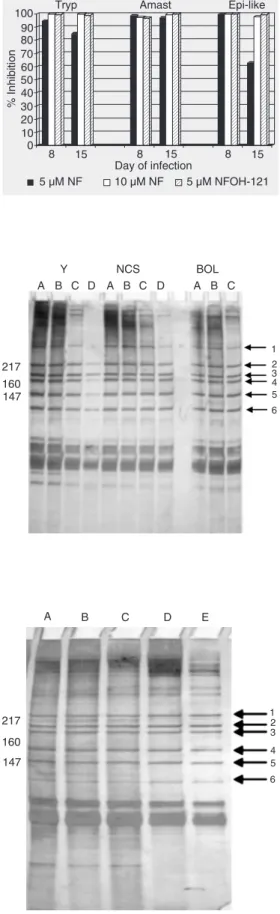 Figure 2. RNAs from Trypanoso- Trypanoso-ma cruzi permeable epiTrypanoso-masti- epimasti-gote cells of the Y, NCS, and BOL strains