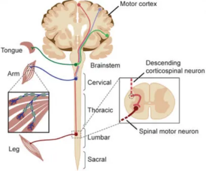 Figure 1.1: The components of the nervous system impacted in ALS pathogenesis. De- De-scending corticospinal motor neurons (upper motor neurons) are the first ones affected by ALS, they project from the motor cortex to synapses in the brainstem and spinal 