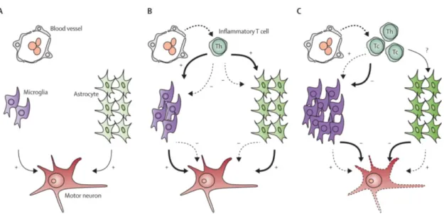 Figure 1.4: Interaction of inflammatory T cells with microglia and astrocytes in ALS pathology