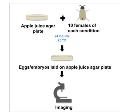 Figure 2.2: Schematic showing the procedure of the egg laying assay.