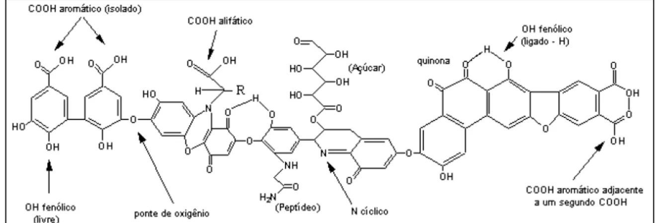 Figura 6: Estrutura hipotética do ácido húmico (FRANCHI, 2004 modificada PETRONI, 1999) 