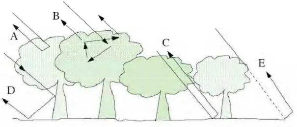 Figura 18 - Tipos de retroespalhamentos complexos. (A) espalhamento direto no dossel da floresta; 