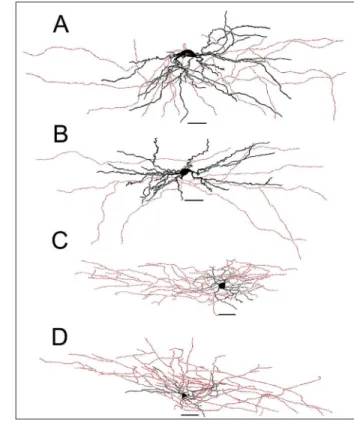 Figure  2.   Examples  of  camera-lucida  drawings  of  biocytin- biocytin-labeled  layer  1  cells