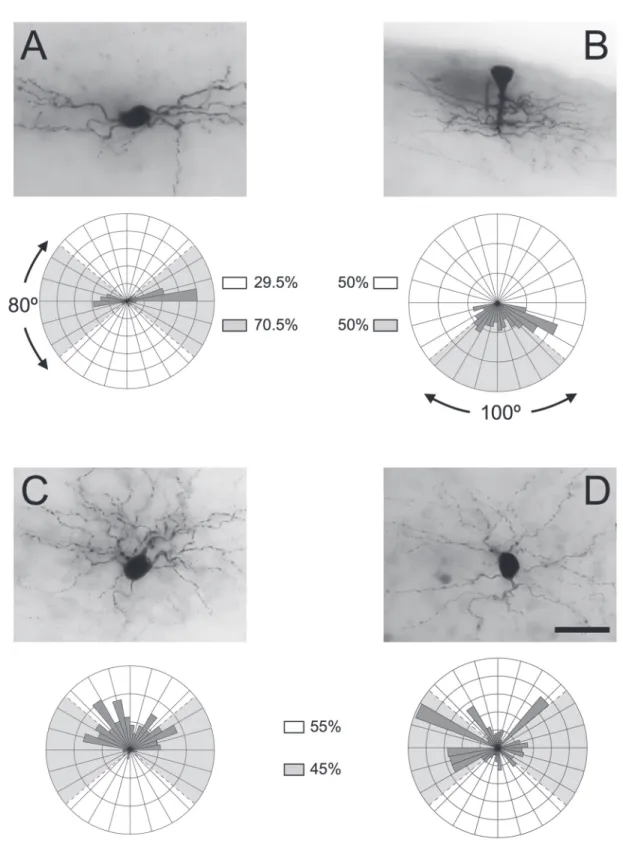 Figure 4. Morphological subtypes of labeled layer 1 neurons. A-D, Micrographs of representative cells for each subtype (horizon- (horizon-tal, descendant, ascendant, and radial, respectively), alongside their respective representative polar histograms