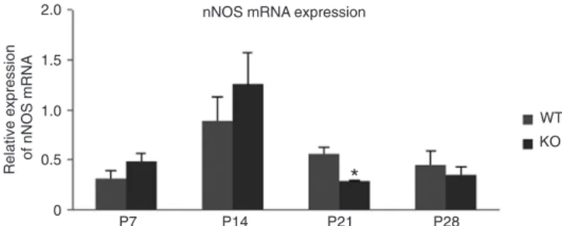 Figure 3. Comparison of neuronal nitric oxide synthase (nNOS) mRNA in  hippocampi of WT and FMR1 KO mice by RT-PCR at P7, P14, P21, and  P28 (N = 4-7 mice per genotype, per age group)