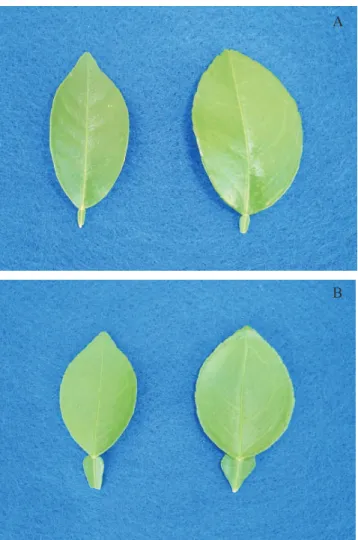 Figura 3. A: folhas de tangor 'Murcott' do controle (esquerda) e autotetraplóide (direita); B: folhas de laranja 'Pêra-de-abril' do controle (esquerda) e autotetraplóide (direita).