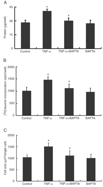 Figure  3.   Effects  of  BAPTA  (4  µM)  on  cellular  protein  content  (A), [ 3 H]-leucine uptake (B) and cell size (C) of cultured  neona-tal rat cardiomyocytes treated with tumor necrosis factor alpha  (100 µg/L TNF-α)