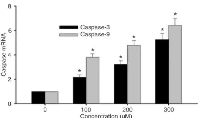 Figure 5. Rhein decreased the expres- expres-sion of Bcl-2, Bcl-xL and pro-caspase-3  but increased the expression of the  pro-apoptotic protein Bax in SGC-7901 cells