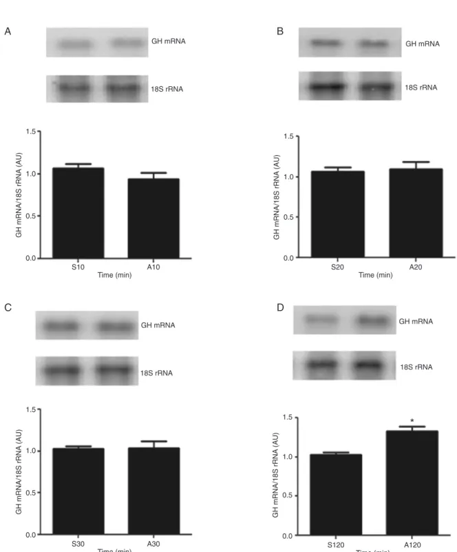 Figure 2. Time-course study of the effect of arginine on growth hormone (GH) mRNA expression