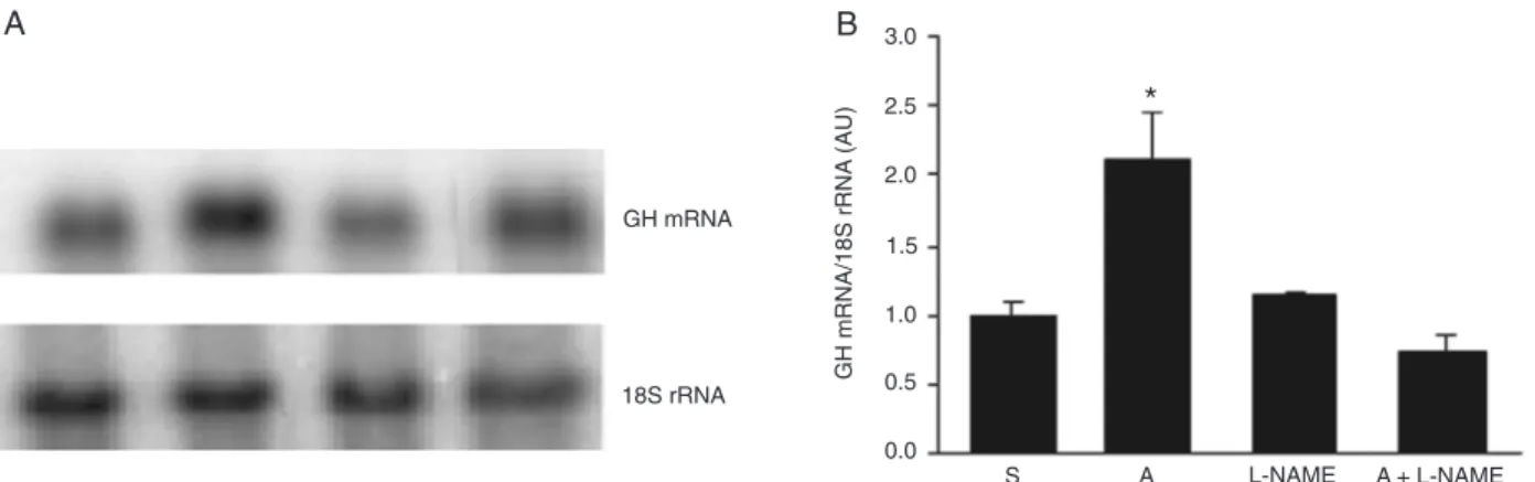 Figure 3. Effect of L-NAME plus arginine administration on growth hormone (GH) mRNA expression